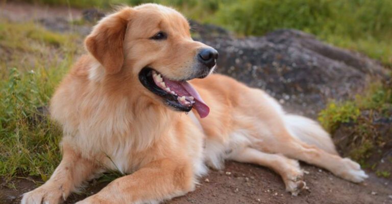 featured image d150b09a065a dog news