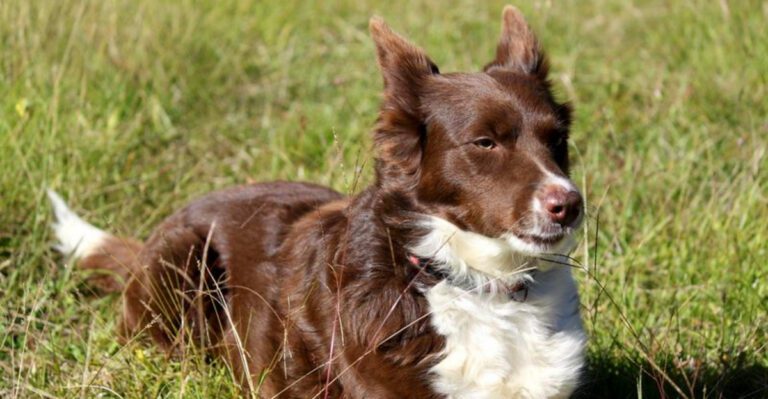 featured image d15856813c57 dog news