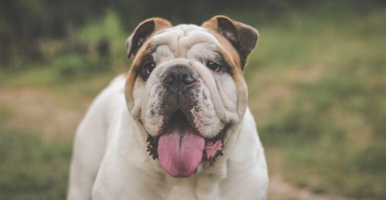 featured image d20f278a7b04 dog news
