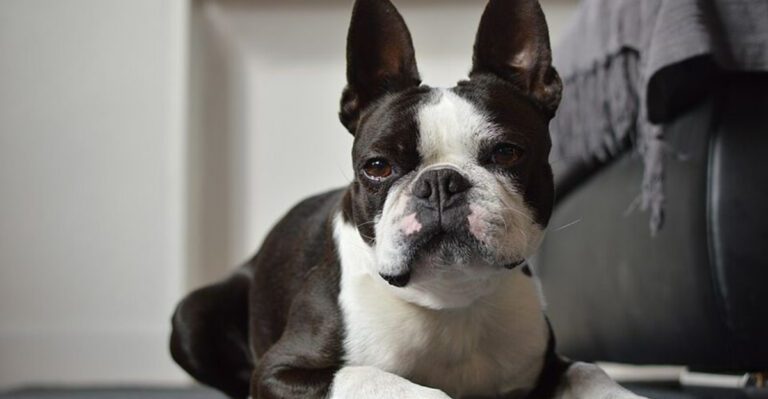 featured image d255bc831434 f7c7655db487 dog news