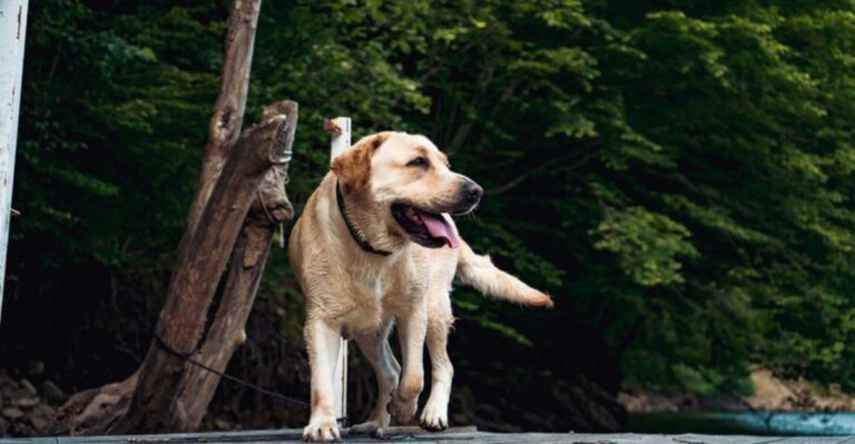 featured image d324edc0f679 a23a3fee2cd0 dog news