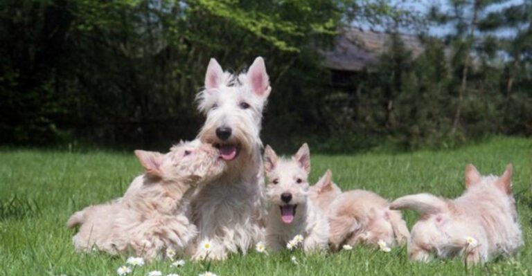 featured image d355cb744542 5df6843c4583 dog news