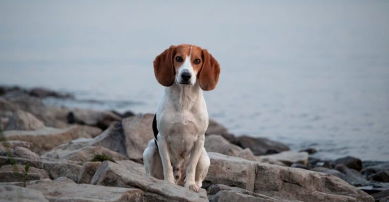 featured image d67fd8b34dae 03b2c569bc1c dog news