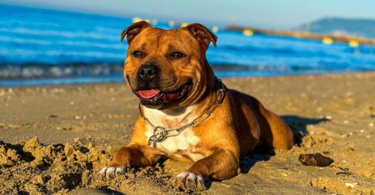 featured image d71f16e83095 e29a747b21aa dog news