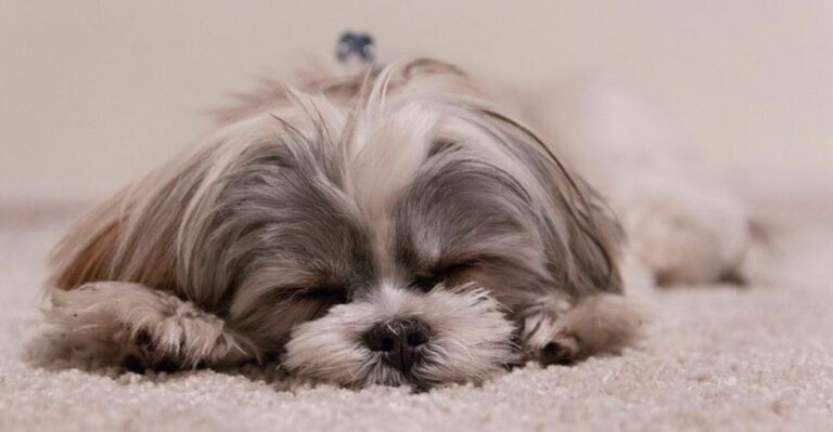 featured image d83d34edd82c efc26f80dbc1 dog news