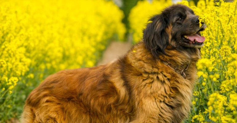 featured image da09a05e06cf dog news