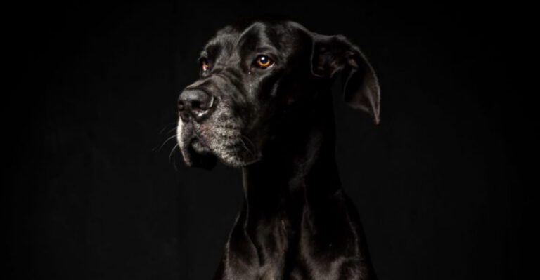 featured image dabe1855a378 dog news