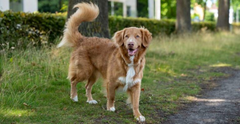 featured image db0b15ce275f dog news