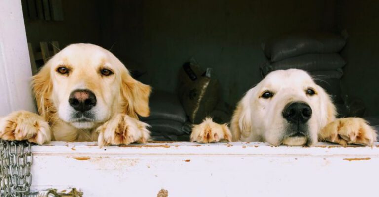 featured image dbc6e59d483e 209ee9bb1968 dog news