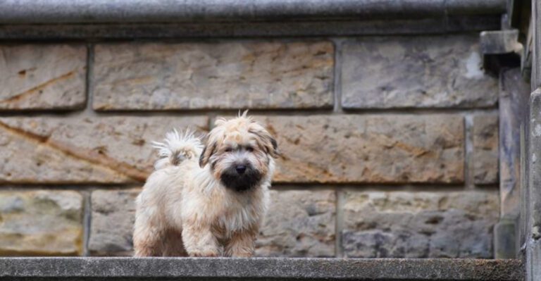 featured image de7721746c7b bf8d3738b726 dog news