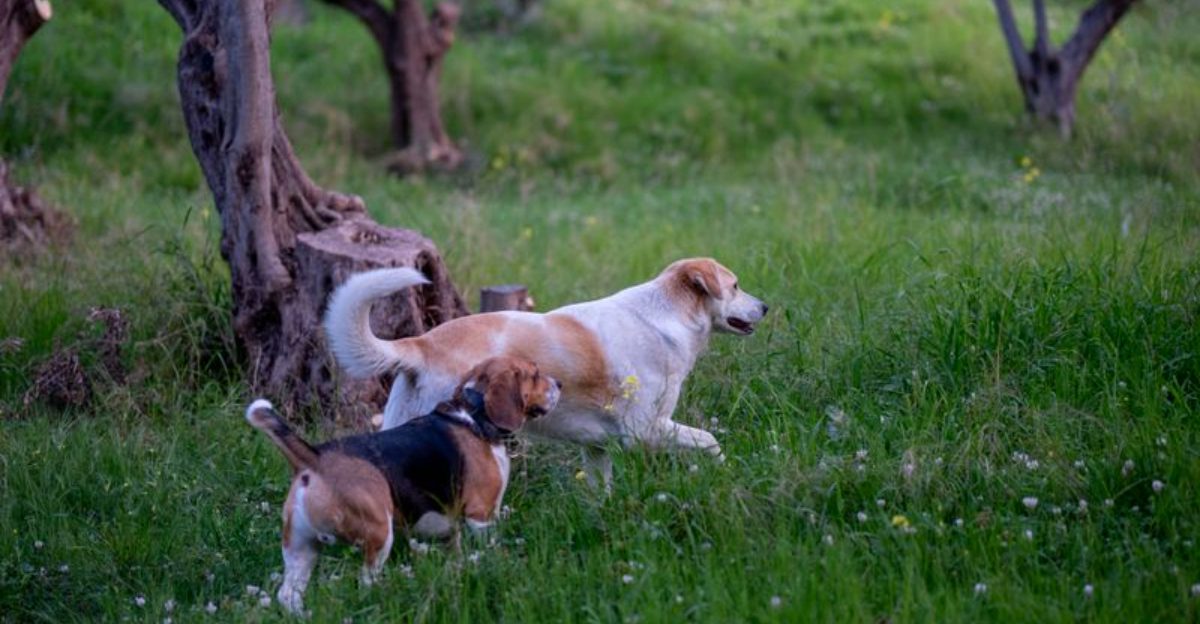 The happiest version of these dog breeds may be the one sharing life with another dog