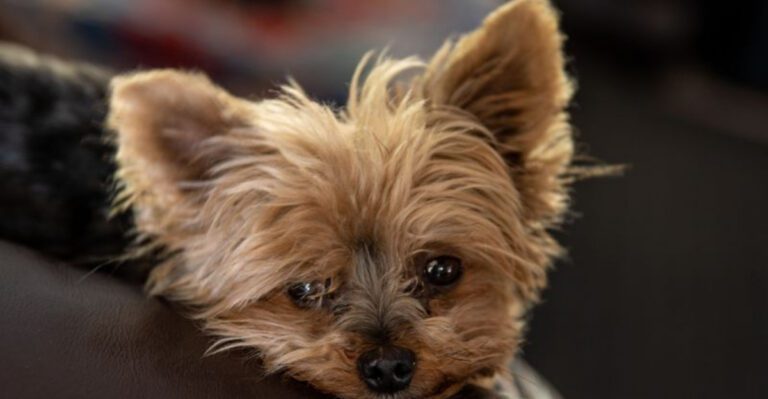 featured image dec5e9ccb715 3cd2b06ce33e dog news