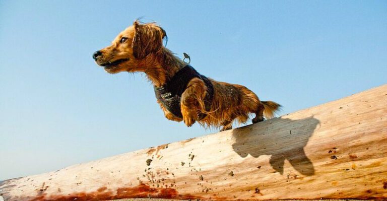 featured image e18bb095e7a5 26a4f18be85b dog news