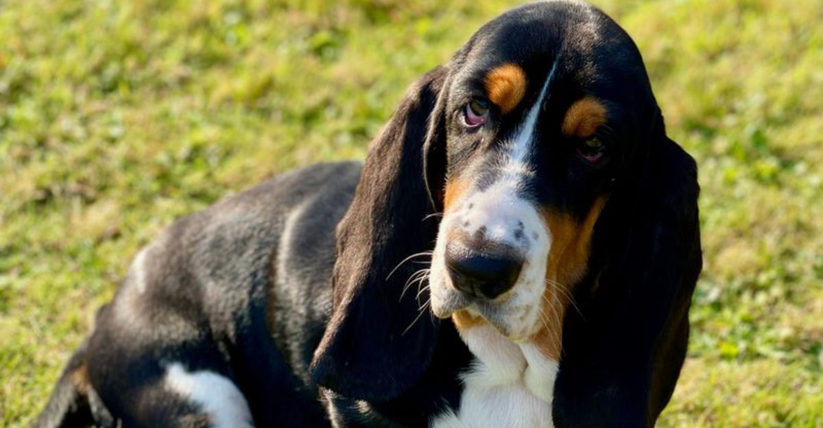 Small home doesn’t automatically mean small dog – these adaptable breeds can fit surprisingly well