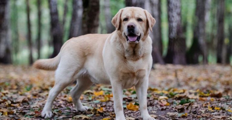 featured image e291719c30ad b813326980cc dog news