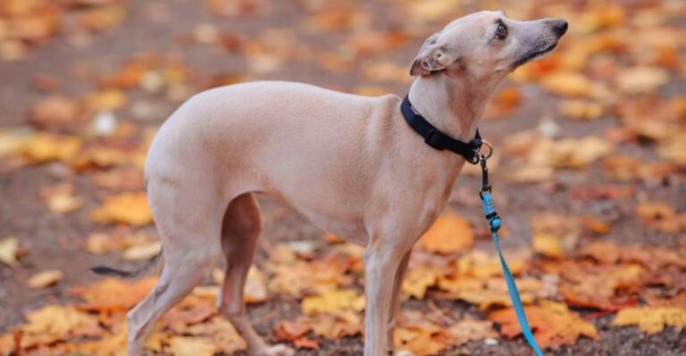 featured image e2f06d6d83da dog news