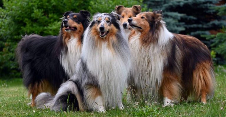 featured image e3984d2f81ed da02e055be12 dog news