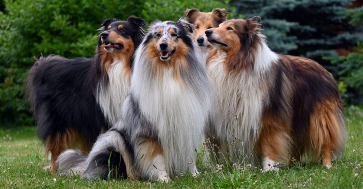 Kids bring unpredictability and beginners make mistakes – the right dog choice can make both easier to manage