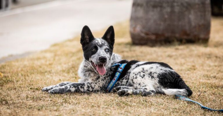 featured image e3dbcac2562d ef41d2b626a9 dog news