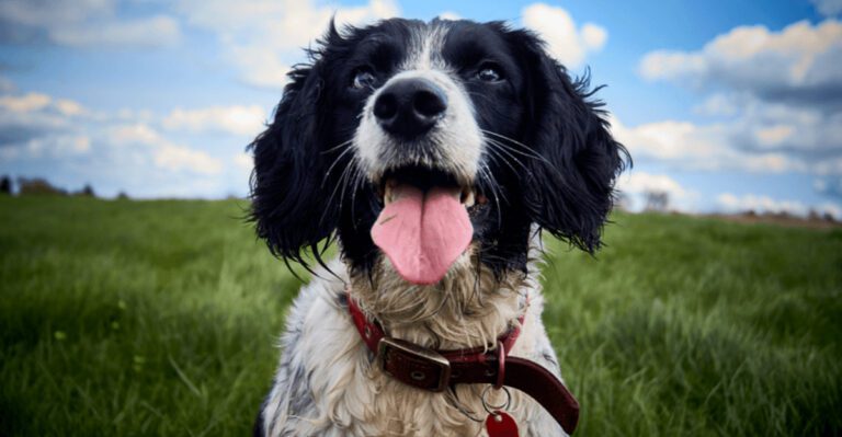 featured image e4fb575bcdae dog news