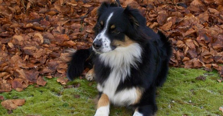 featured image ea329cd37da1 0dadad76d249 dog news