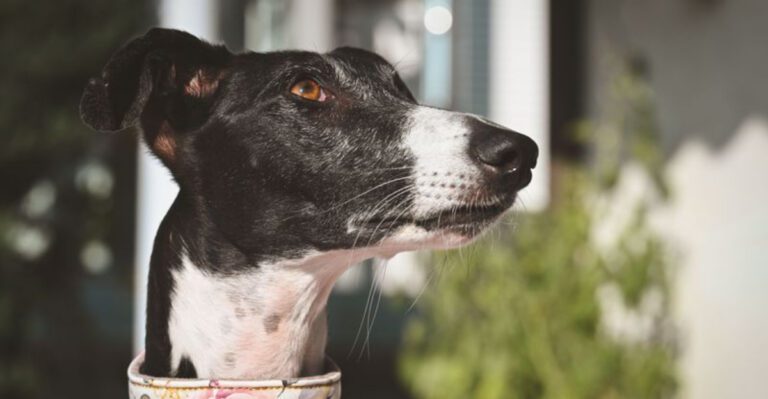 featured image eb3f70349c38 0f059b510125 dog news