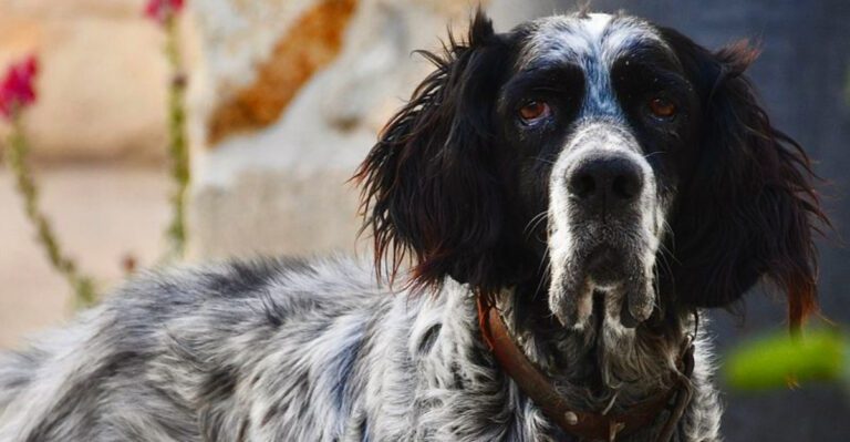 featured image ed8b54002c75 dog news