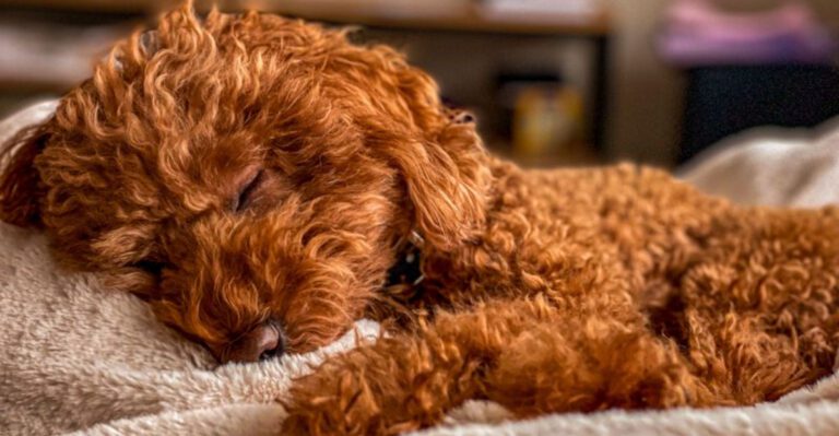 featured image edfbfe95d338 dog news