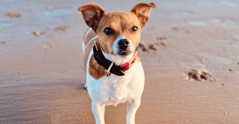 featured image eeb0649d713a 92689809568c dog news