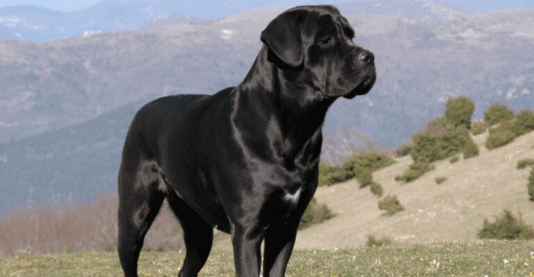 featured image eeb4b4d5bf73 156a903045b8 dog news