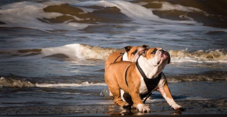 featured image ef110c08830d dog news