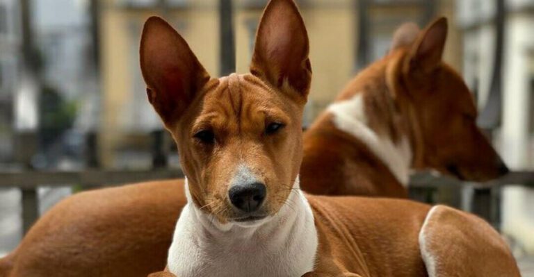 featured image efc52861cbd4 b677eab63924 dog news