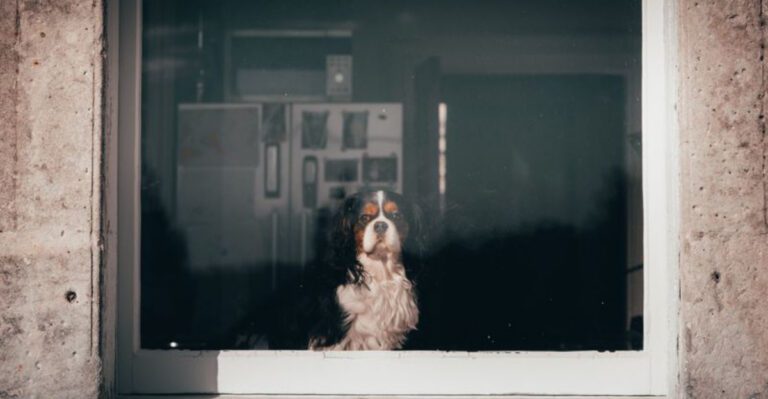 featured image f13165ccd6e2 9b1267153a78 dog news