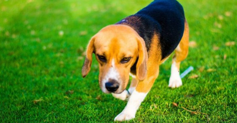 featured image f16e63820326 dog news