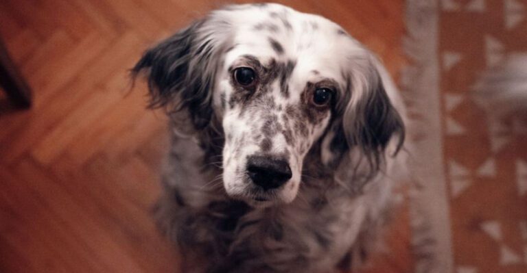 featured image f205be7510ac dog news