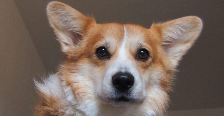 featured image f293a36b2d98 dog news
