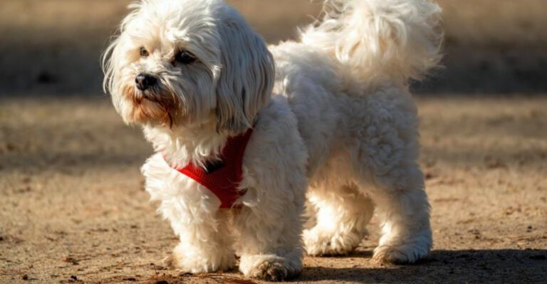 featured image f3deed3e62e6 dog news