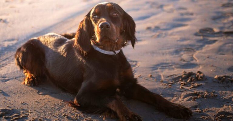featured image f47e4a67c0a7 dog news