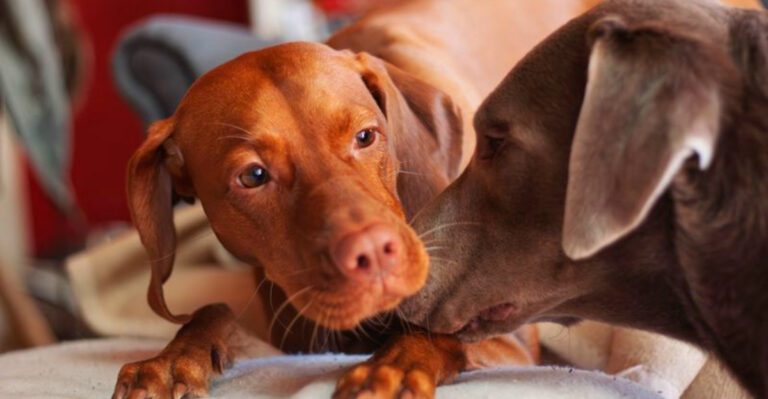 featured image f55a268df536 dog news