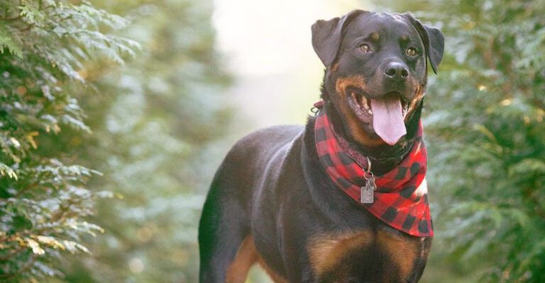 featured image f7e9bd2df33b c9fa920bbfae dog news