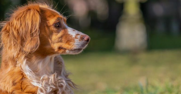 featured image f9da79006ba7 dog news