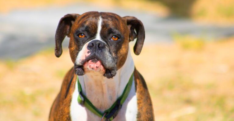 featured image fdcc12bbf022 806f77428e31 dog news