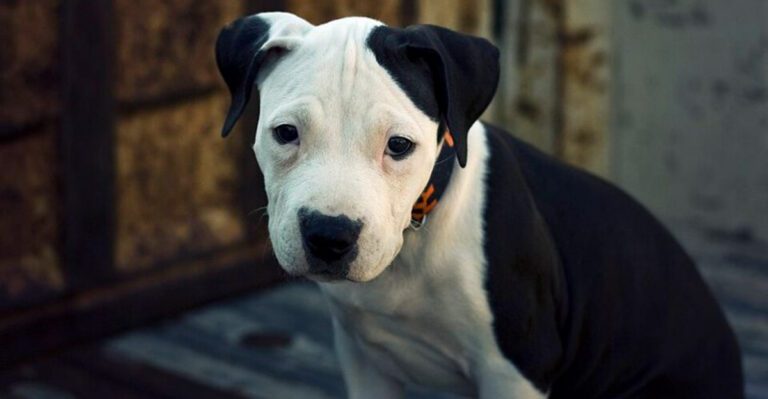 featured image fea77262f36d bb35ea13b754 dog news
