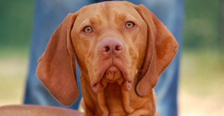 featured image 00614a7a131e 9b6ce0104f5f dog news