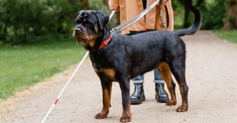 featured image 0274ee7536ba a8cd1b43a1f8 dog news