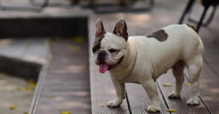 featured image 033efa2c96f3 13d77e7f51c7 dog news