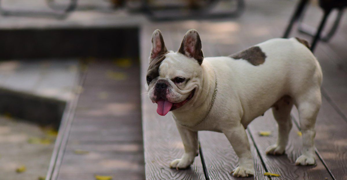 Not every great dog needs complicated grooming, endless exercise and constant entertainment