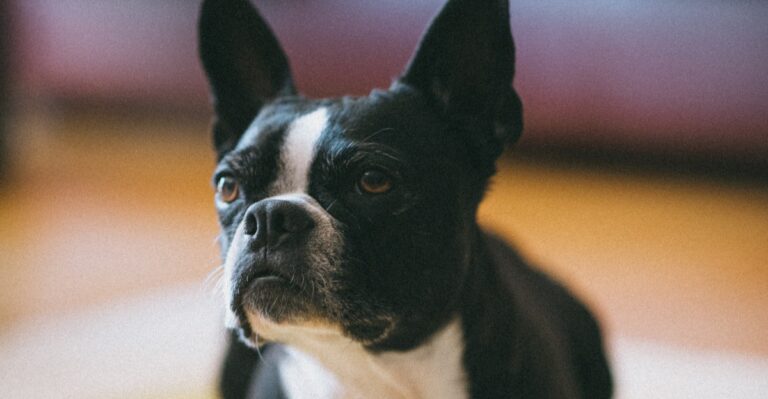 featured image 0365496936c7 91580fd97227 dog news