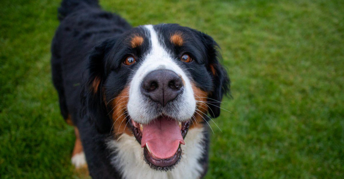 Your summer routine may feel normal – These breeds may need you to completely rethink it