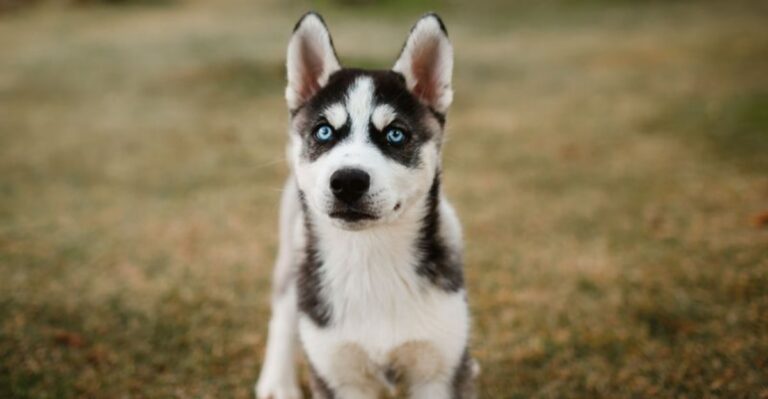 featured image 0814e33d52e8 9622c1386e44 dog news